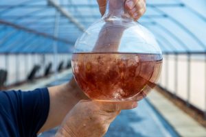 methane emissions, seaweed