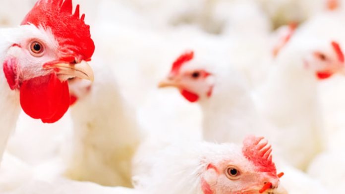 poultry farming, probiotics