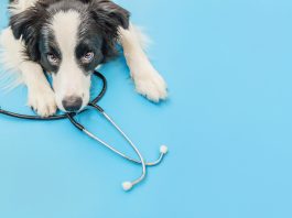 companion animal healthcare