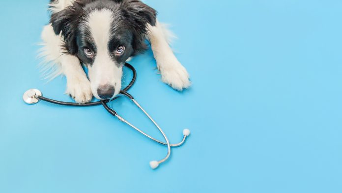 companion animal healthcare