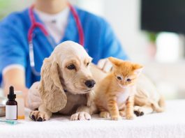 animal health