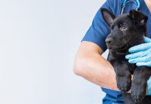 Transforming veterinary medicine with the One Health approach one health, veterinary medicine