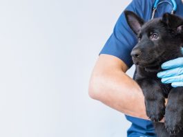 one health, veterinary medicine