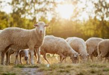 New project will help determine worm species on sheep farms worm species on sheep farms