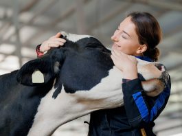 The role of complementary and alternative medicines in dairy farming