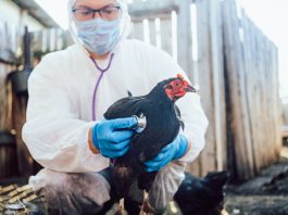 avian influenza