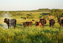 A gentle approach to virtual fencing: Prioritising animal welfare and adaptation virtual fencing