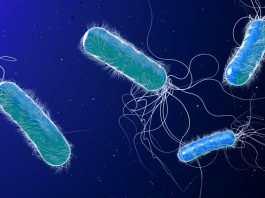 antibiotic resistance