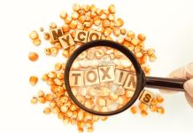 The growing threat of mycotoxins in a warming Europe Mycotoxins