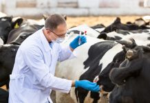 New AI tool helps farmers reduce risk of livestock disease animal disease