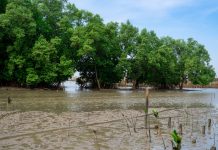 Where is the increase in carbon sequestration coming from? carbon sequestration