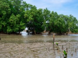 carbon sequestration