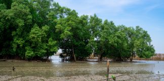 carbon sequestration