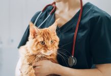 TriviumVet’s felycin®-CA1 granted conditional FDA approval for feline hypertrophic cardiomyopathy treatment TriviumVet’s felycin®-CA1 granted conditional FDA approval for feline hypertrophic cardiomyopathy treatment