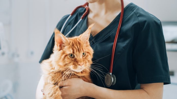 TriviumVet’s felycin®-CA1 granted conditional FDA approval for feline hypertrophic cardiomyopathy treatment