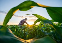 New discovery in plant pest control will advance sustainable farming plant pest control