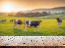 Dairy production significantly impacted by rising temperatures, say US researchers
