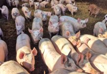 AGA2tech Ltd: Transforming livestock care for healthier farms and a healthier future livestock farming