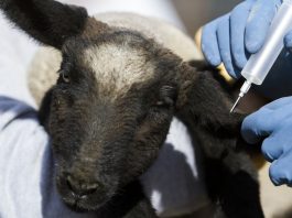 livestock vaccination