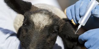 livestock vaccination
