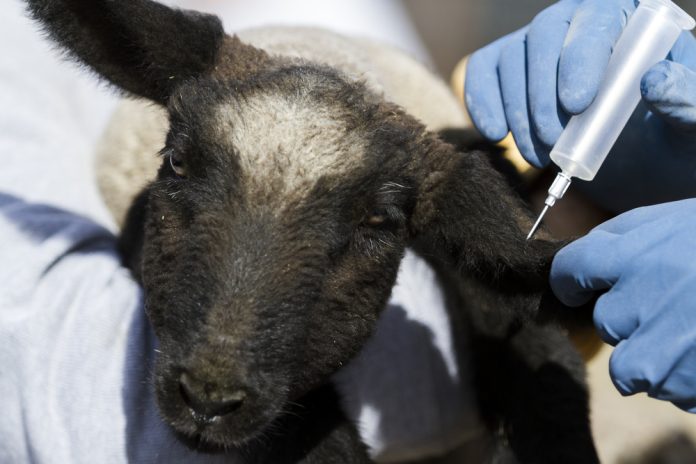 livestock vaccination