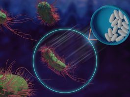 antibiotic-resistant bacteria