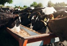 Effective natural methane-reducing solution for livestock farming livestock farming