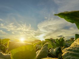 regenerative farming