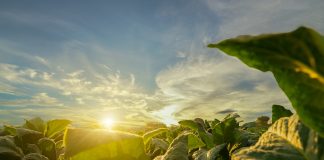 regenerative farming