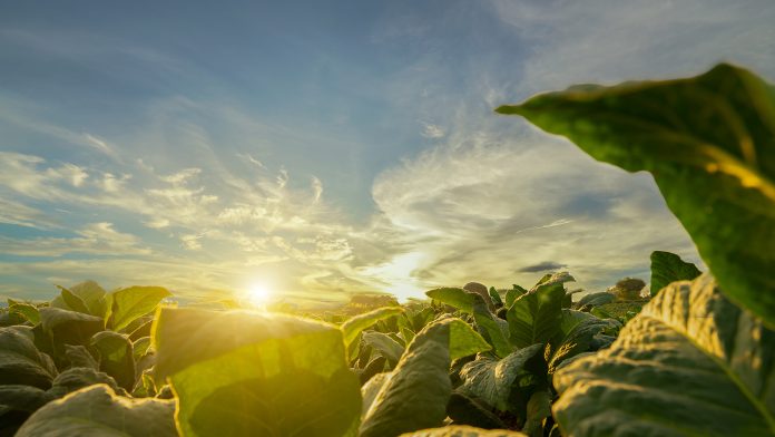 regenerative farming