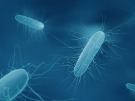 c. difficile infections