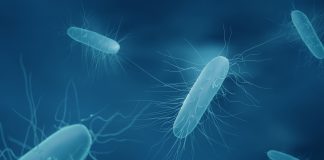 c. difficile infections