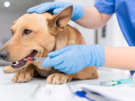 NOAH and AnimalhealthEurope call for EU-UK veterinary medicines agreement