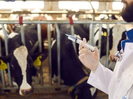 Global drop in antimicrobial use in animals finds WOAH report, but more action needed