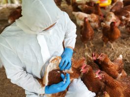 avian influenza