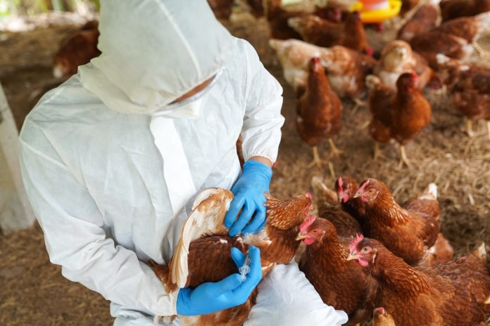 avian influenza