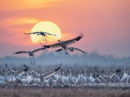 PFAS chemicals found at record levels in migratory birds