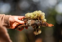 Lignin’s key role in creating sustainable, bio-based materials lignin, sustainable materials