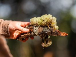 lignin, sustainable materials