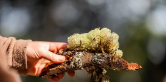 lignin, sustainable materials