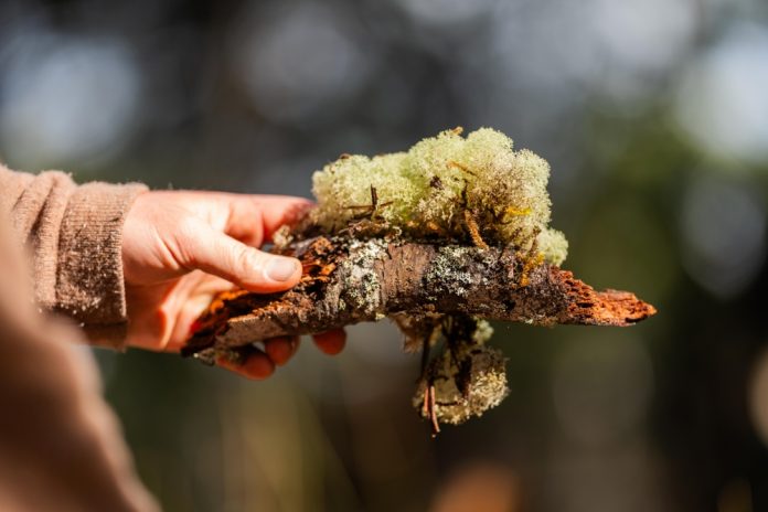 lignin, sustainable materials