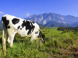 dairy farming in new zealand