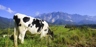 dairy farming in new zealand