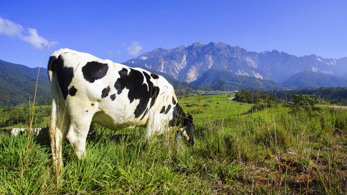 dairy farming in new zealand
