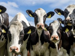 Defra unveils electronic ID system to modernise cattle traceability in England