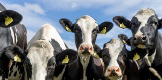Defra unveils electronic ID system to modernise cattle traceability in England