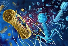 Southampton project invites public to battle AMR with phage therapy Southampton project invites public to battle AMR with phage therapy
