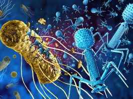 Southampton project invites public to battle AMR with phage therapy