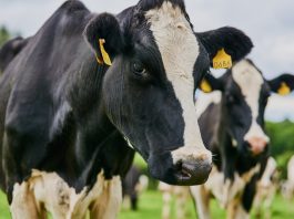 RSPCA applauds UK Government animal products labelling reforms in major step for animal welfare