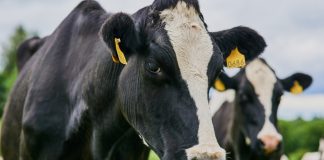 RSPCA applauds UK Government animal products labelling reforms in major step for animal welfare